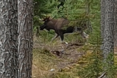 elefantöra-älg